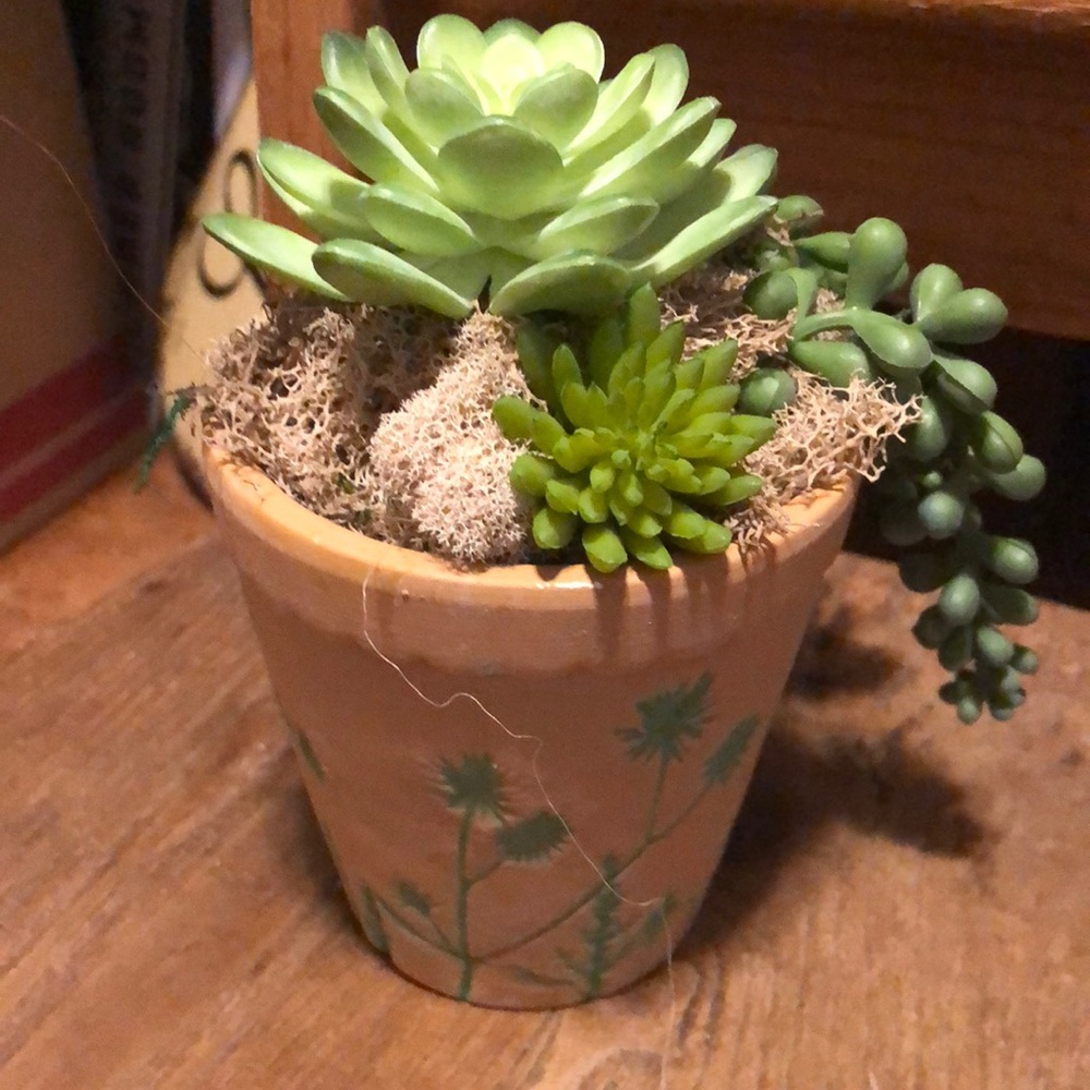 Clay pot with succulents
